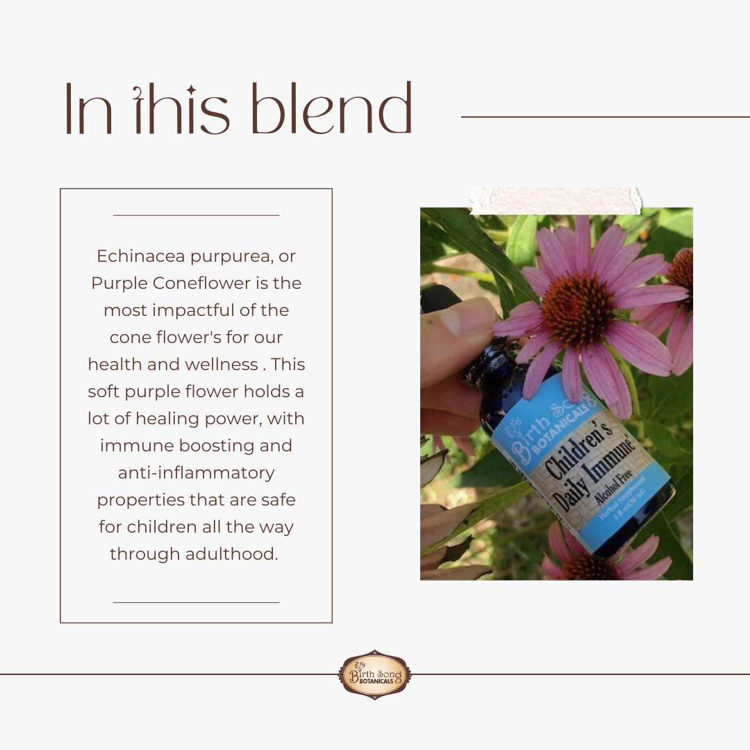 Birth Song Botanicals Co. Children’s Daily Immune Herbal Tincture with Astragalus Root | Kids Immune Support 1 oz